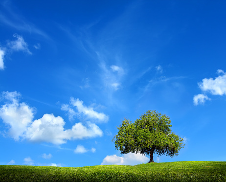 Single tree on horizon of green countryside landscape over sunny blue sky