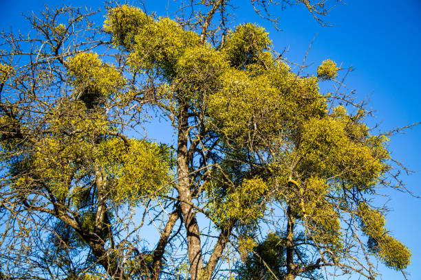 An infestation of the parasitic European mistletoe (Viscum album) in an avenue of Poplar (Populus tremula) trees lining a river bank In southern England
