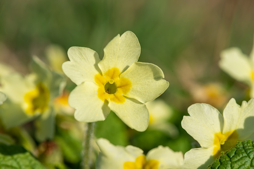 Macro shot of a common primrose (primula vulgaris) flower