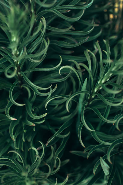 istock Perfect natural leaves pattern. Floral background. Tropical leaf. 1308951843