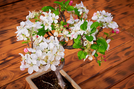 Apple Tree Bonsai Blossom (Malus)
