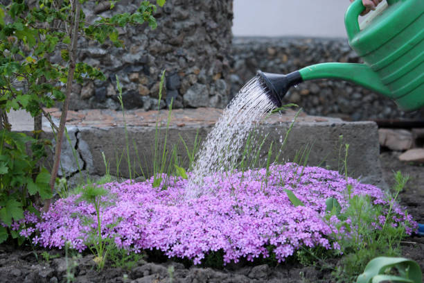 istock Pink Phlox subulata, spring flowers. 1308953118