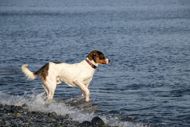 istock dog at the beach in the water 1308953134