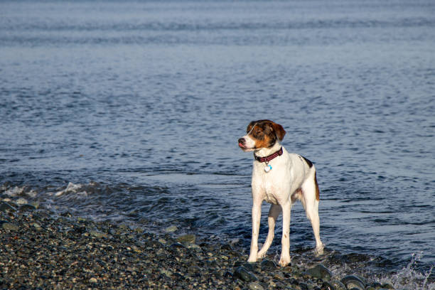 istock dog at the beach waiting 1308953392