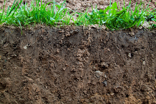 close up view of slice of soil with roots and grass from above