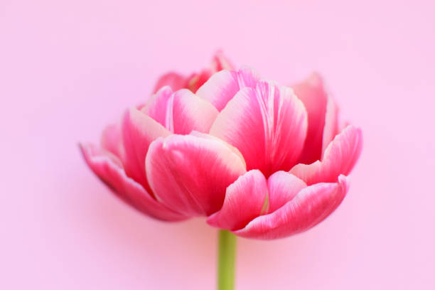 istock One delicate peony pink tulip close-up  on a pink background. Soft focus. 1308956466
