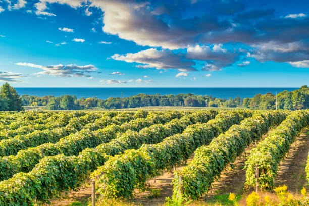 Vine Rows Vineyard Lake Erie USA Vineyard on the shores of Lake Erie, Pennsylvania, USA on a sunny day. lake erie stock pictures, royalty-free photos & images