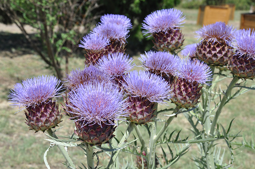 Alameda thistle; Asteraceae; Brownie Thistle; California Coast; Cirsium quercetorum; Endemic; Perennial; Sea Ranch; Sonoma County; botany; brown; day; flora; green; native; no people; outdoors; photograph; plant; tan; wildflower; flower; photography