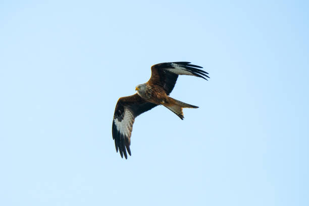 Bird of prey in the sky