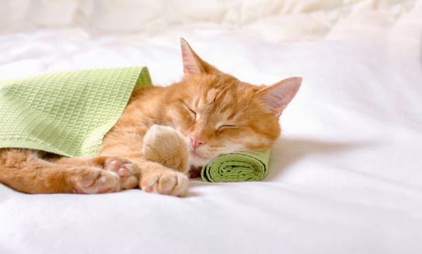 istock Ginger domestic cat is sleeping, resting its head on a green towel. 1308957004