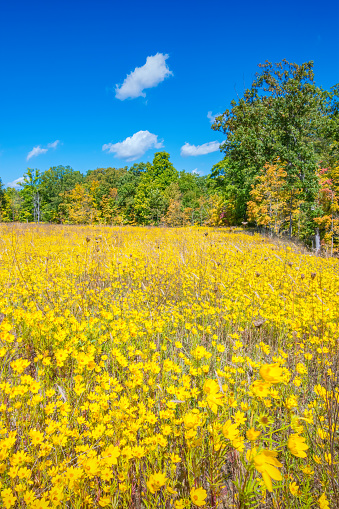 Yellow flower meadow in Cuyahoga Valley National Park, Ohio, USA.