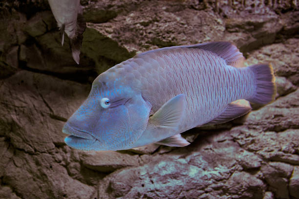 Humphead wrasse is a species commonly exhibited in public aquarium facilities and is considered of importance to eco-tourism in areas frequented by divers. Fish named of Humphead Maori Wrasse or Cheilinus undulatus in aquarium fish tank. humphead wrasse stock pictures, royalty-free photos & images