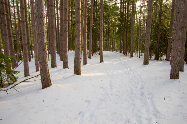 Boardwalk trail covered in fresh fallen snow through a lush forest at Tahquamenon Falls State Park in the Upper Peninsula of Michigan. The park is open year around and offers hiking, camping, snowmobiling, snow shoeing, and cross country skiing.