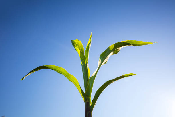 Corn in Guatemala growing tall in the Central American sun