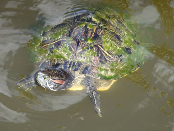 istock Red-eared Slider Turtle (Trachemys scripta elegans) resting in the water 1308965369