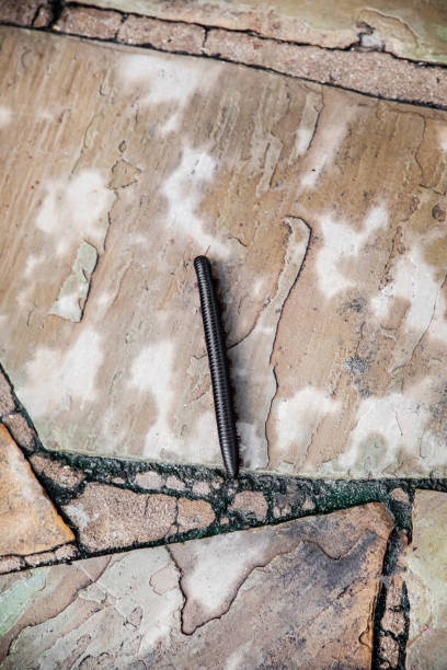 istock A giant milipede lying on the ground coiled into a helix 1308965480