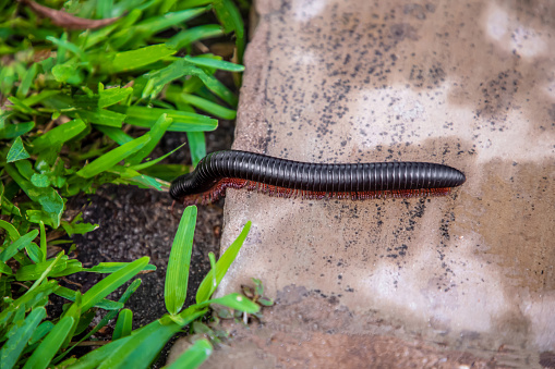 long giant african millipede very cloce in a wild nature