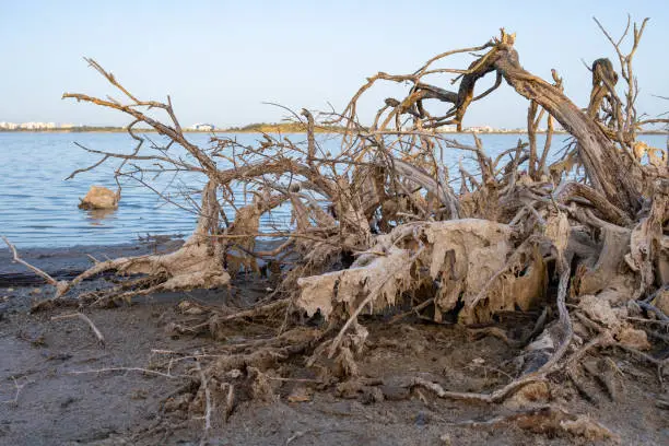 Broken dead tree branch on the shore of Larnaca salt-lake in the island of Cyprus.