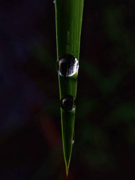 istock A Couple Of Dew 1308970210