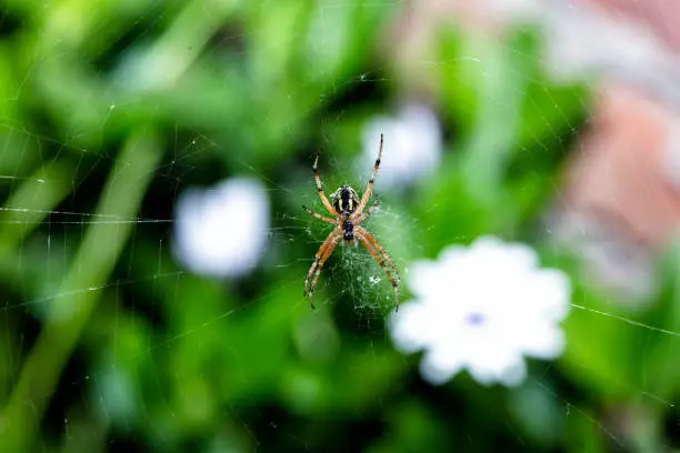 Photo of house spider at garden
