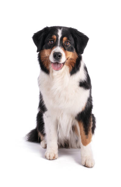 istock Portrait of an Australian shepherd 1308975208