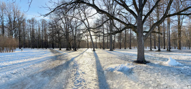 istock Panoramic image of spring park, shadow of black trunks of trees at sunset 1308975621