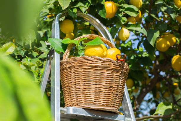 istock Basket with fresh organic lemons in the orchard, harvesting, picking 1308977243