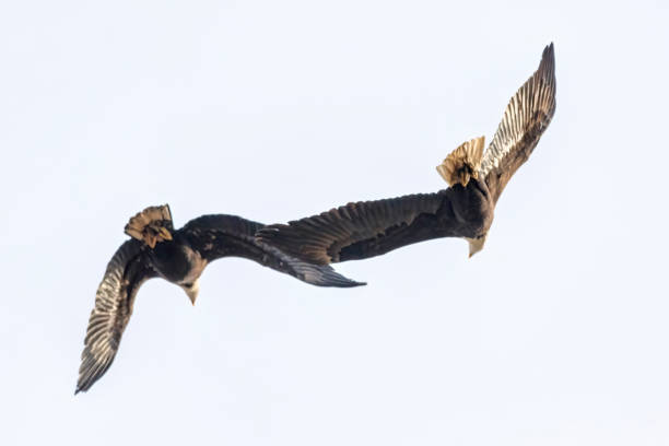 istock bald eagles fighting each other for food 1308977346