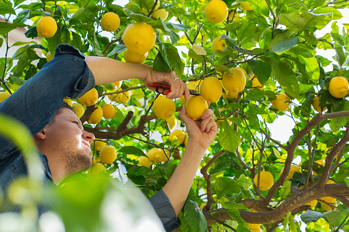 Sonriente joven agricultor cosechando, recogiendo limones en el huerto photo