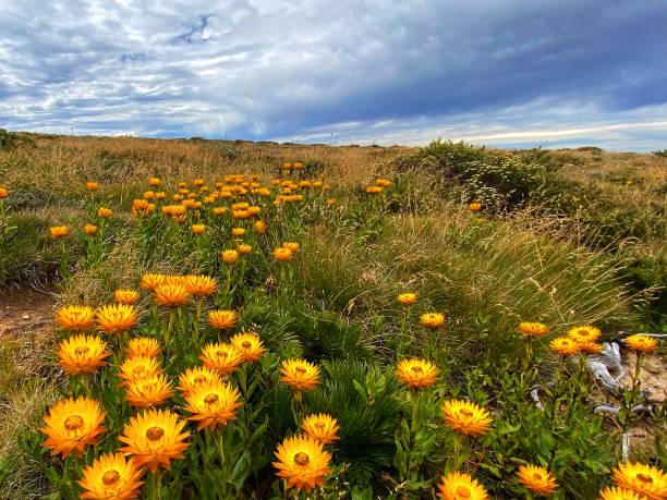 istock High country autum wildflowers 1308980730
