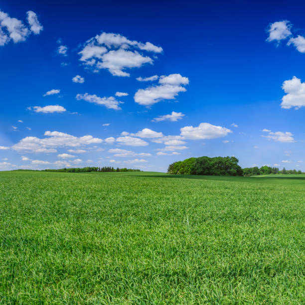 istock Panoramic spring landscape XXXXL 61 MPix - green field, blue sky 1308981951