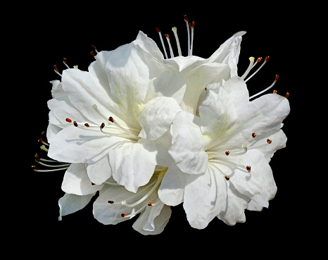 A Grouping of Focus Stacked White Azaleas Isolated on Black