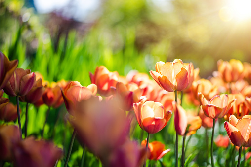 Colorful tulips in flowerbed stock photo. Spring garden background.