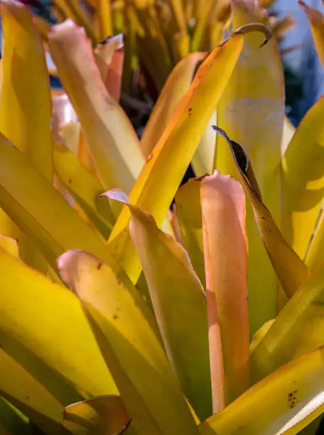 Photo of Bromeliads (Vriesea) tropical plant. scientific name Aechmea blanchetiana.