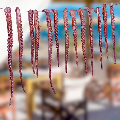 Sun-dried hanging octopus arms by the sea in Thessaloniki, Halkidiki, Greece. Dining table defocused in the background.