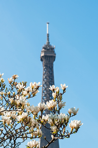 Blooming magnolia against the Eiffel Tower and blue sky. Paris, France. March 23, 2021.