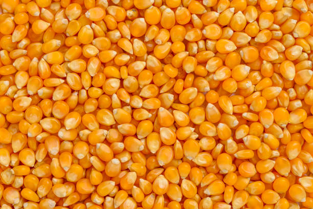 vollrahmen aus maisgetreide - corn on the cob stock-fotos und bilder
