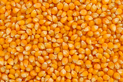 Marco completo de cereales de maíz photo