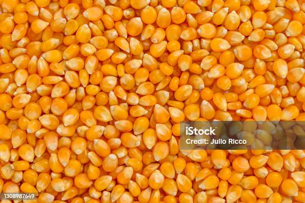 Full Frame Of Corn Cereal Stock Photo - Download Image Now - Corn - Crop, Corn, Corn Kernel