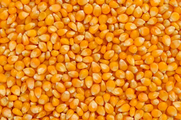 Full frame of corn cereal.
