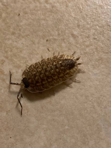 istock Woodlouse in New Brunswick Canada home. 1308987677
