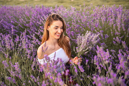 Portrait of a charming beautiful young woman in a field of purple lavender at sunset. He picks and smells flowers.