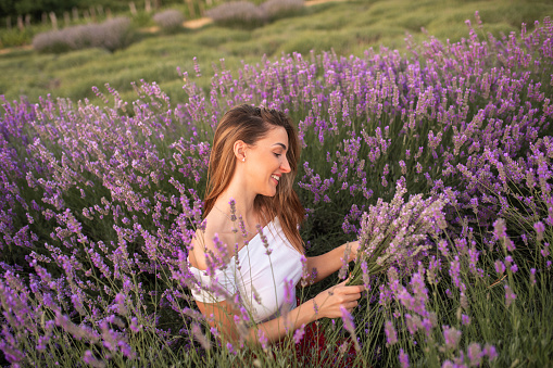 Portrait of a charming beautiful young woman in a field of purple lavender at sunset. He picks and smells flowers.