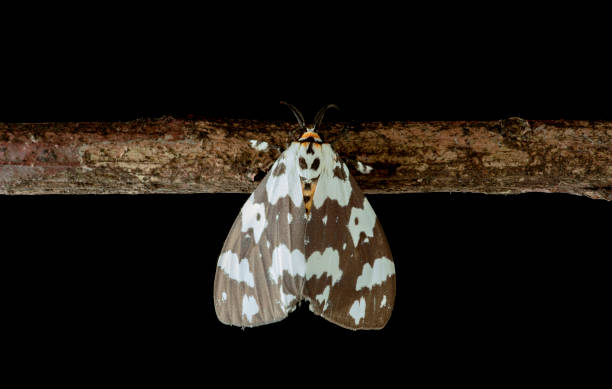 Large speckled moth found in Thailand resting on Mango tree with large fury antenna
