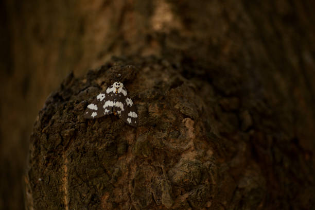 Large speckled moth found in Thailand resting on Mango tree with large fury antenna