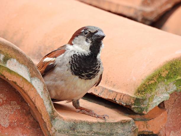 istock House Sparrow (Passer domesticus) male perched on a roof tile 1308994768