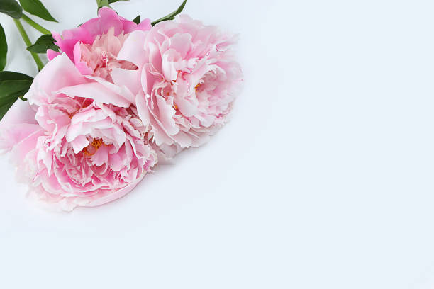 istock Abstract floral composition flat lay, peonies on a light background, minimal concept, spring banner. Creative modern bouquet. Greeting card for mother's day, happy birthday, wedding, 1308994776