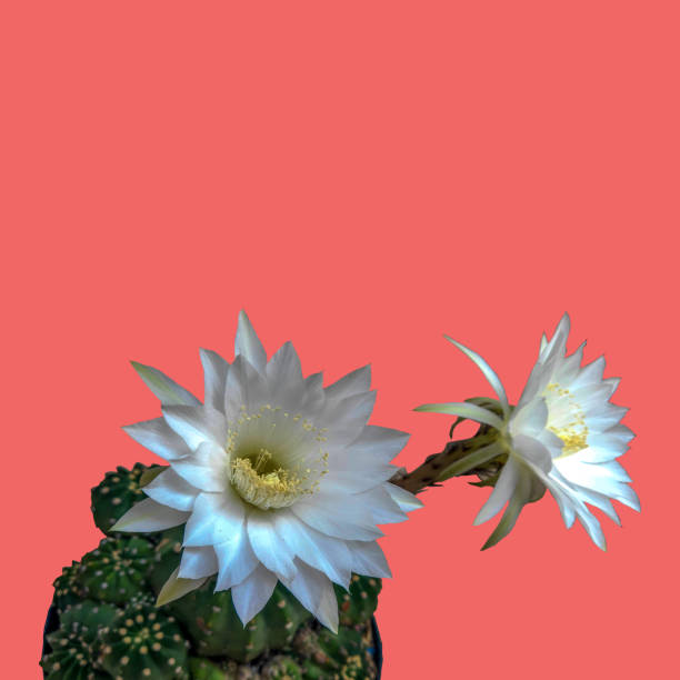2 белых цветущих кактуса лобивия, маленький горшок на изолированном розовом фоне. - single flower desert spring red стоковые фото и изображения