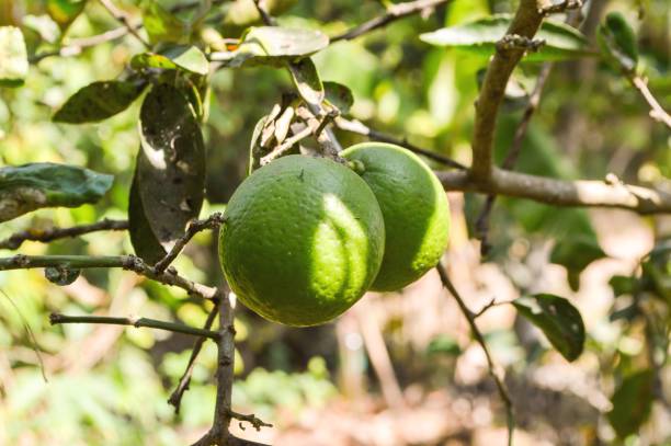 istock fresh green lime in nature garden 1308996137