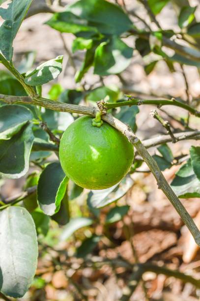 istock fresh green lime in nature garden 1308996149